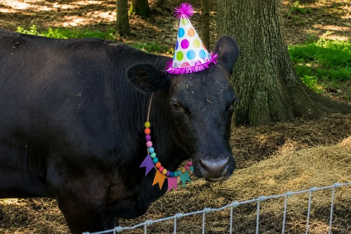 Cow wearing a party hat for birthday celebrations at Callaham Orchards