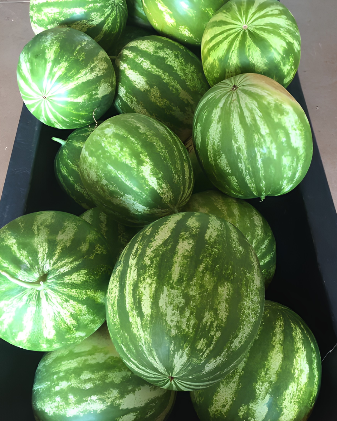 Watermelons at the Callaham Orchards Farm Market