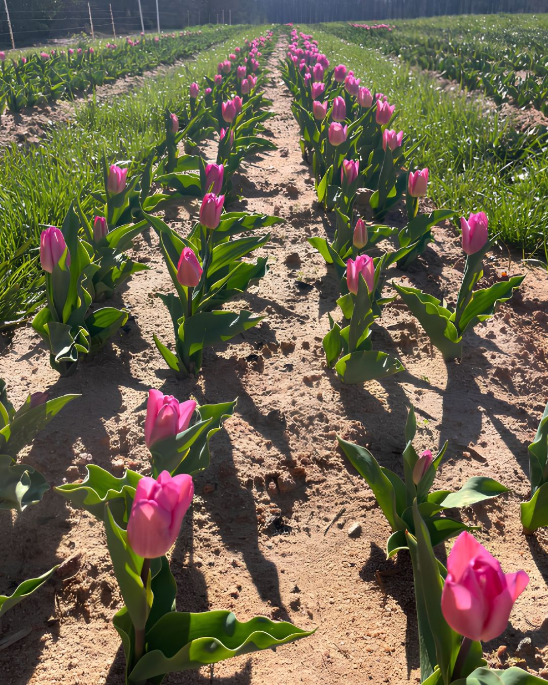 Purple tulips in bloom at Callaham Orchards