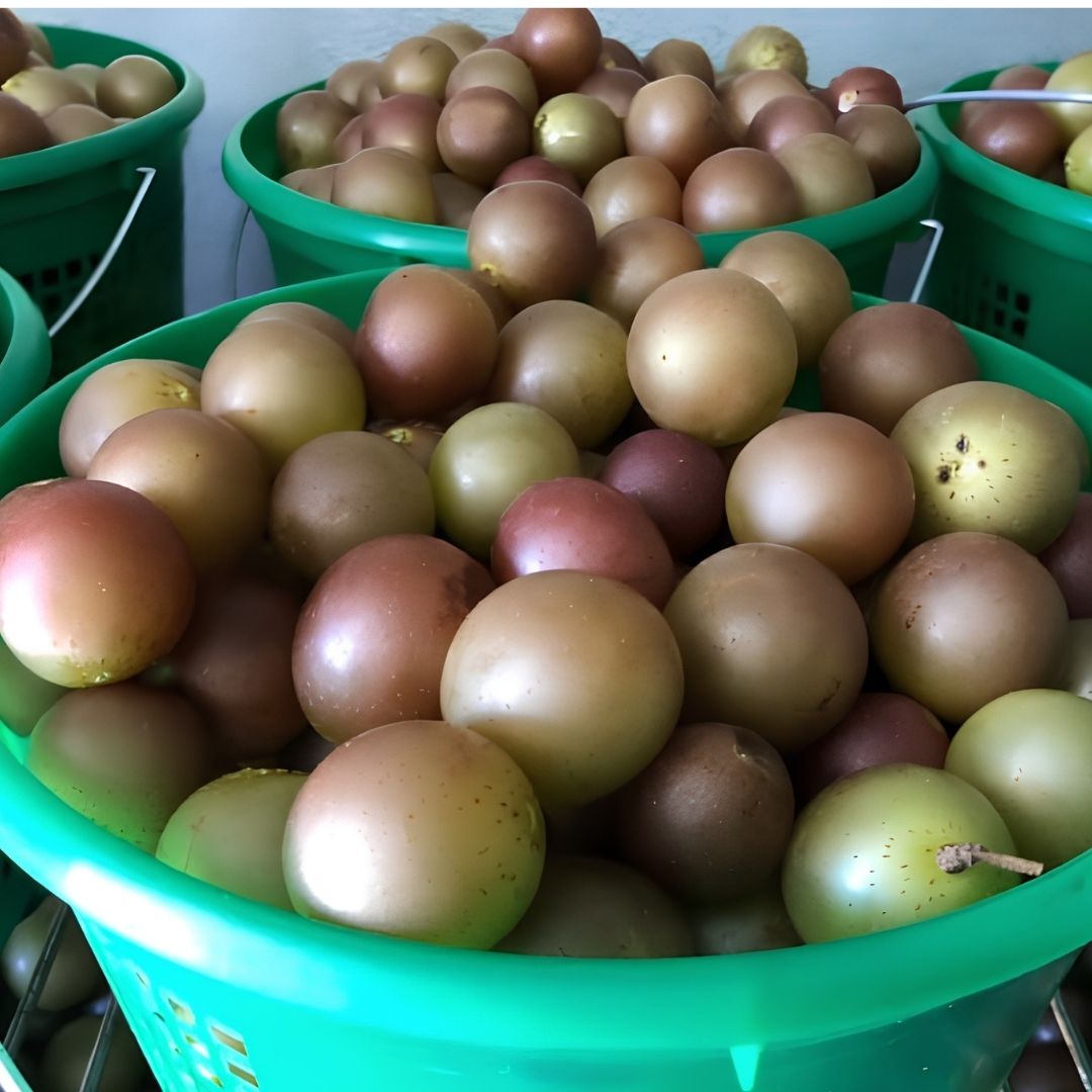 Scuppernongs at Callaham Orchards