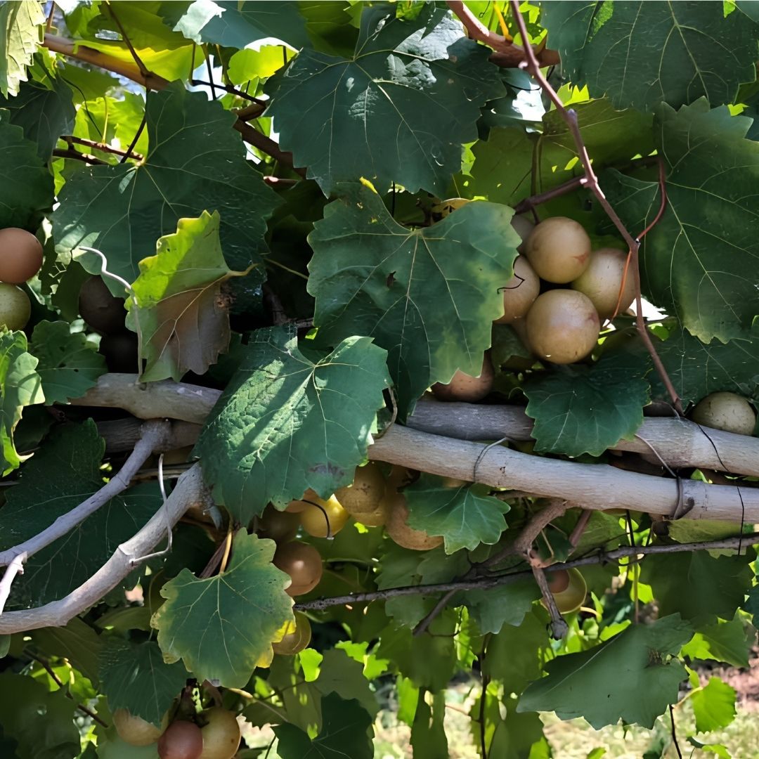 Scuppernong vine at Callaham Orchards