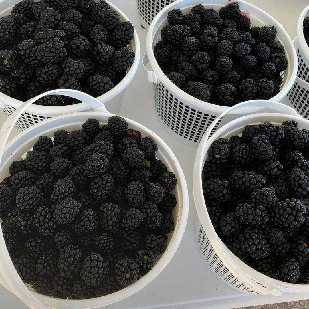 Blackberries ready for picking at Callaham Orchards