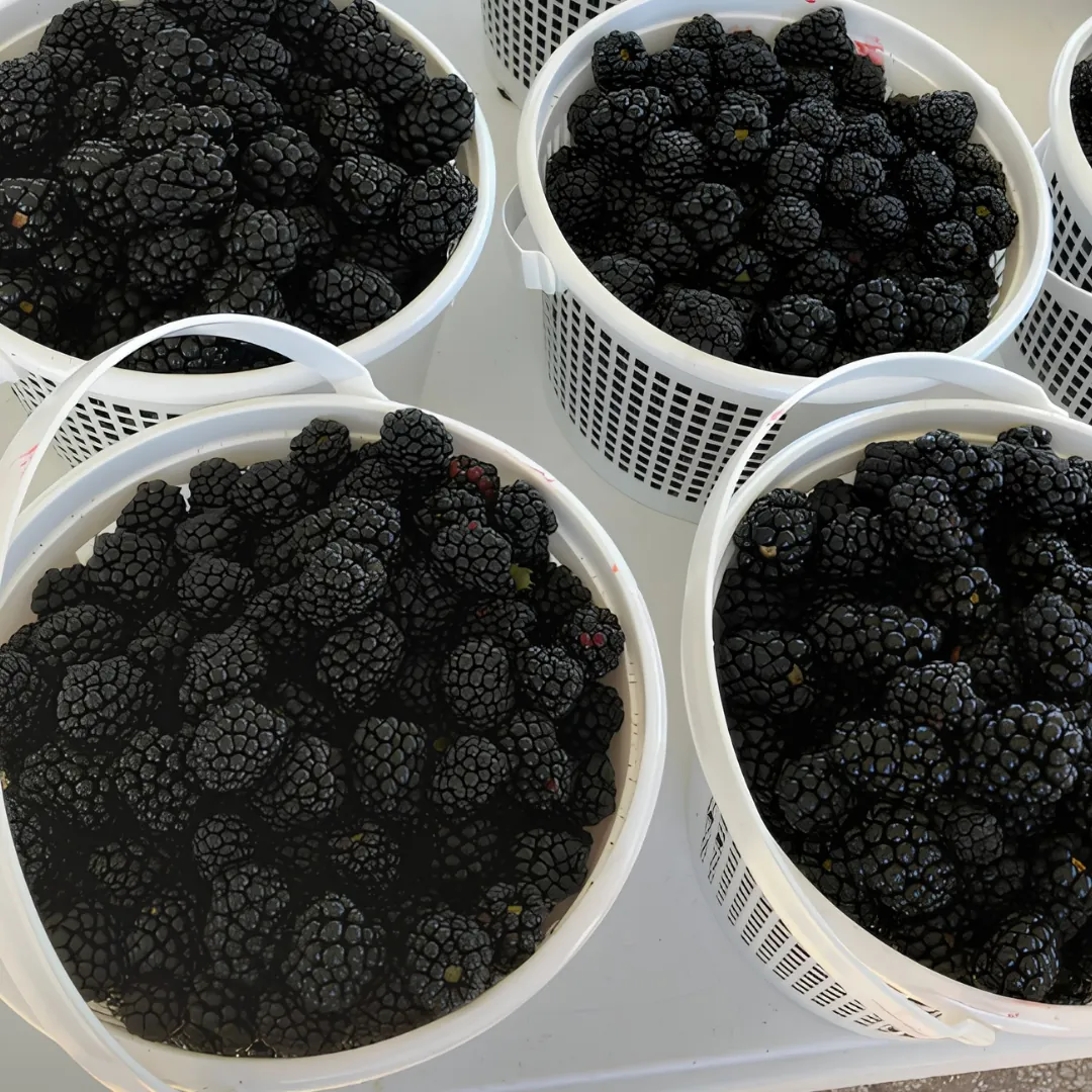 Blackberries ready for picking at Callaham Orchards