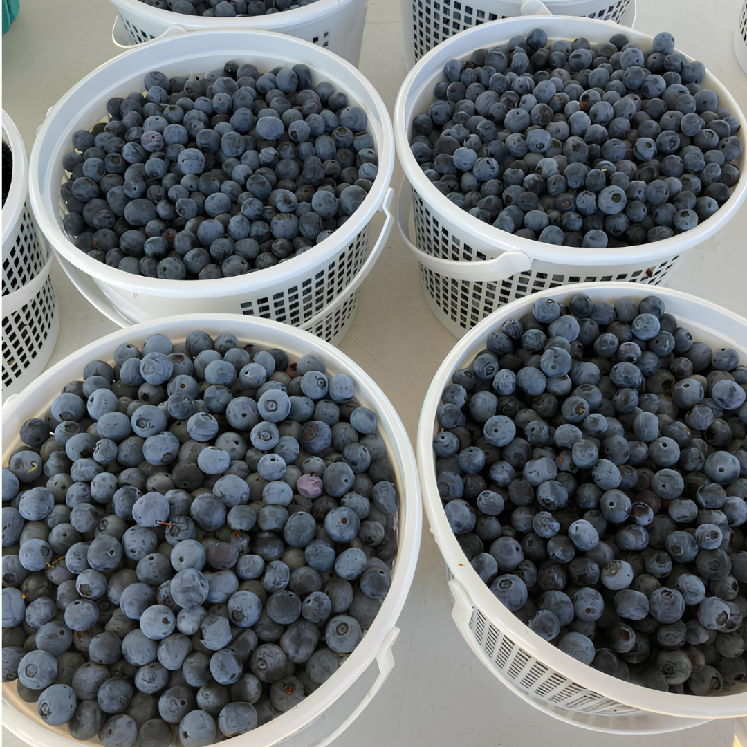 Hand picked riped blueberries at Callaham Orchards