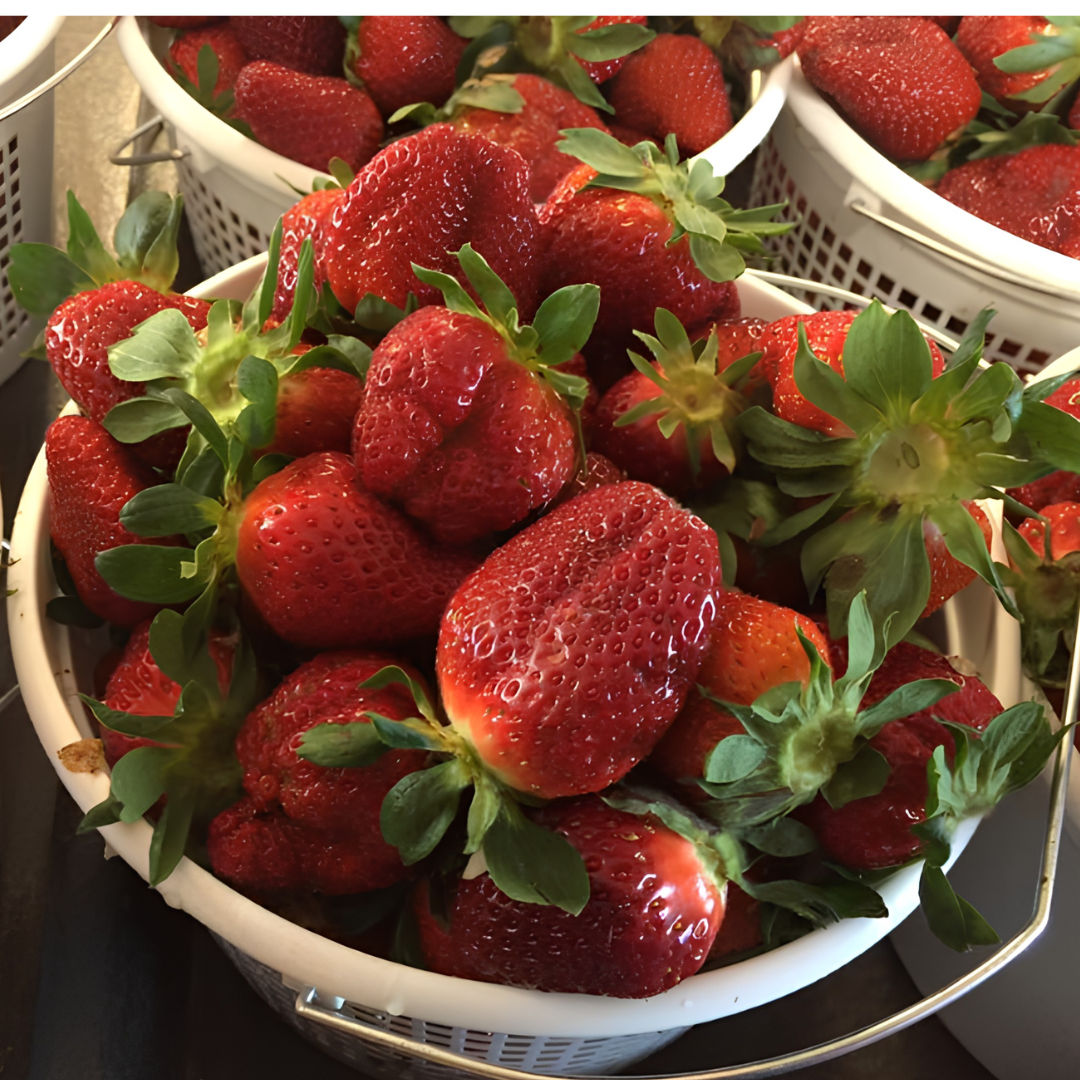 Strawberries ready for picking at Callaham Orchards