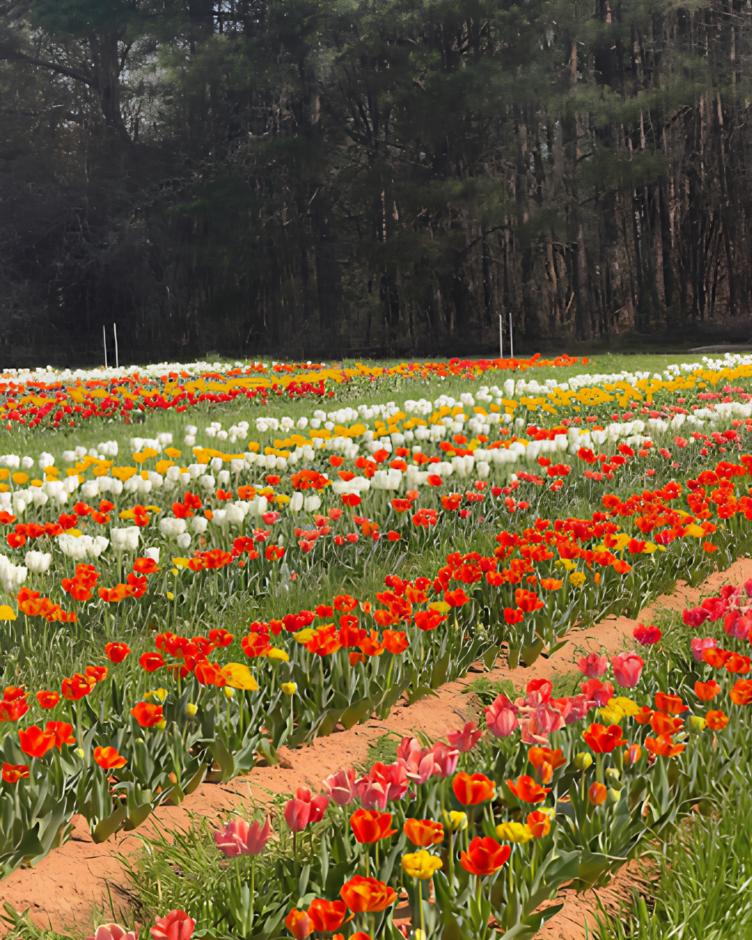 Tulip field at Callaham Orchards