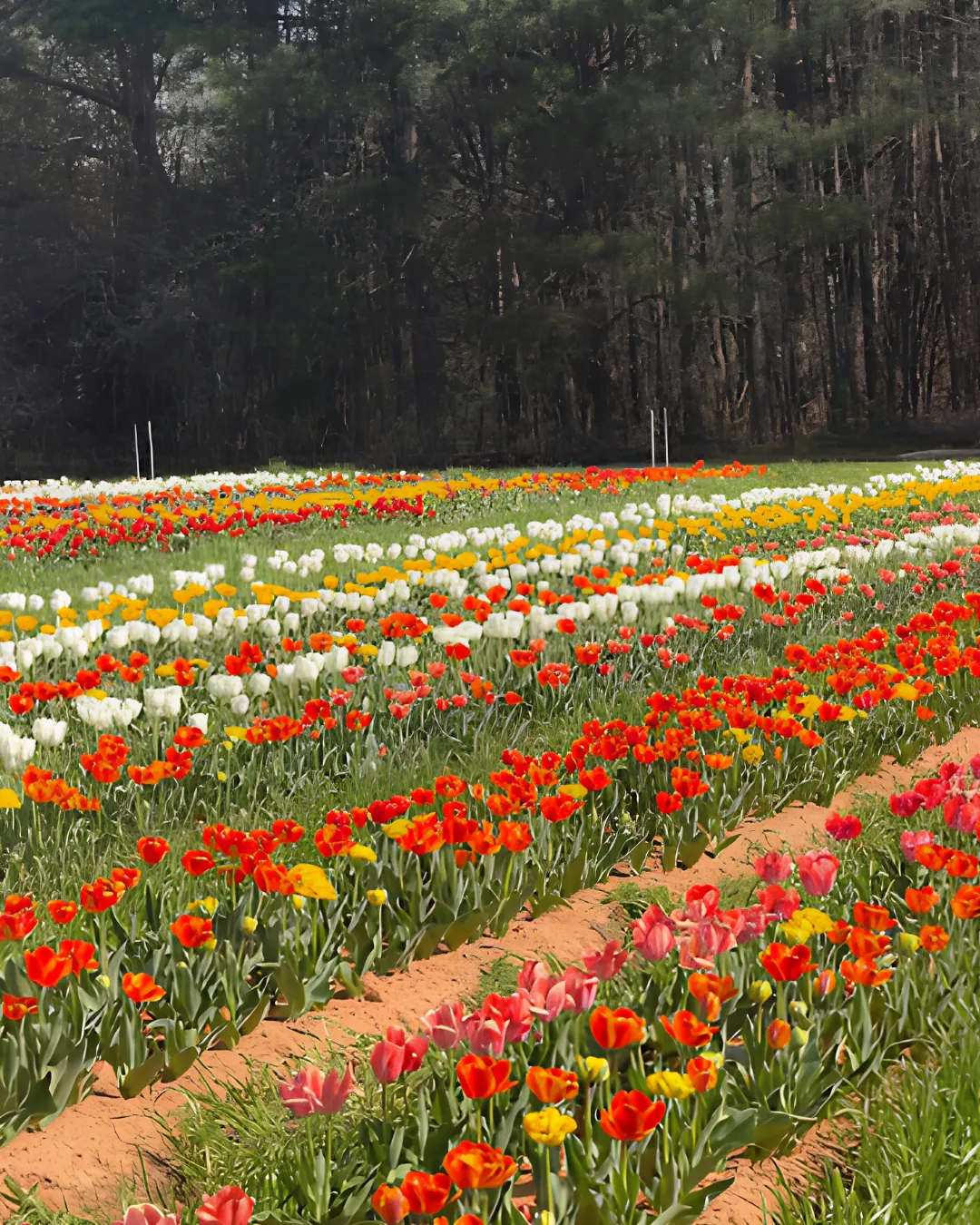 Tulip field at Callaham Orchards
