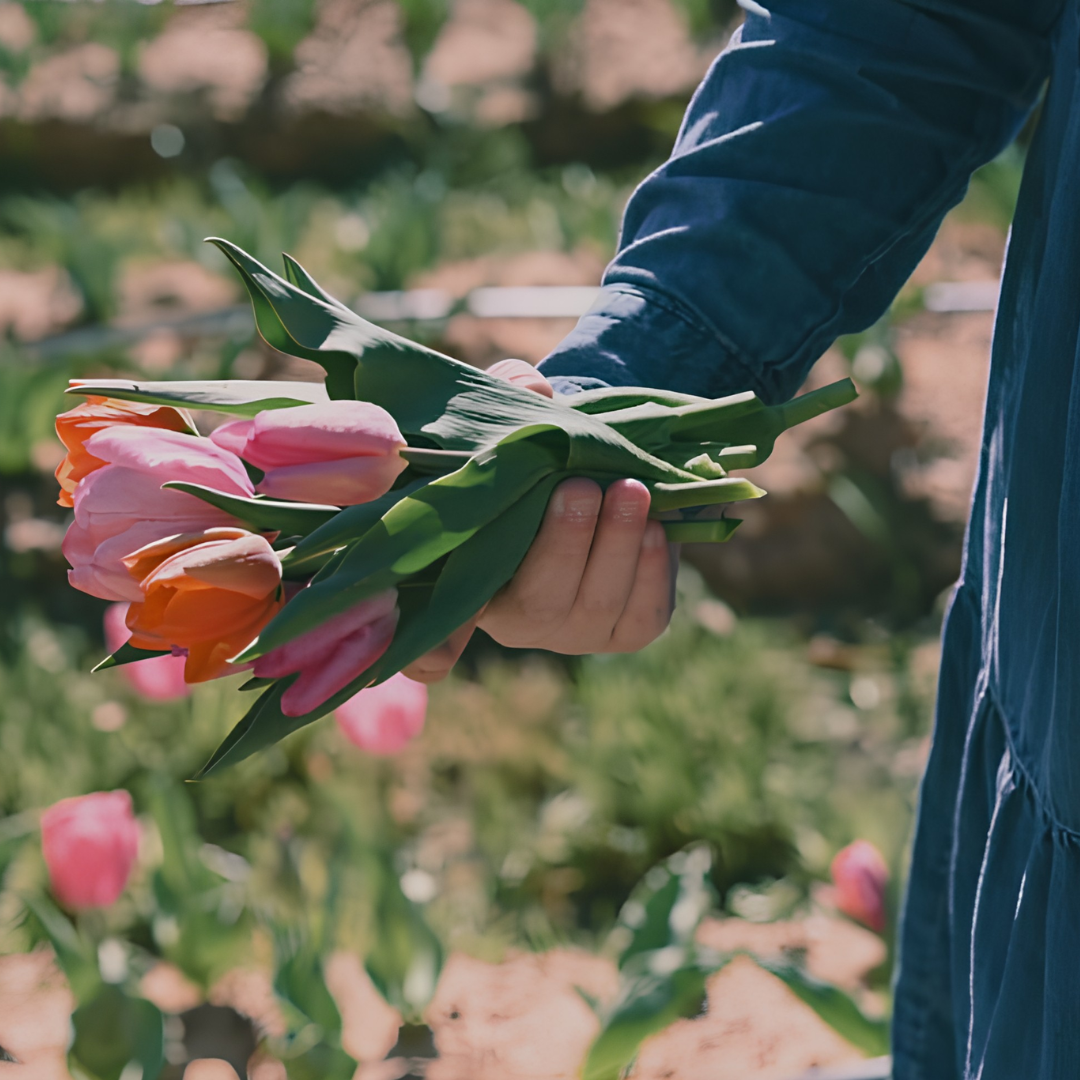 Visitor picking tulips in the field