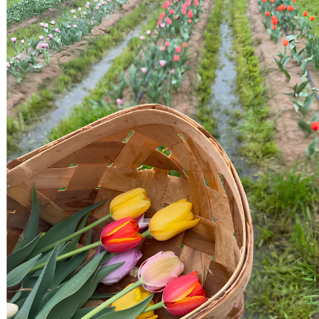 Colorful tulips at Callaham Orchards