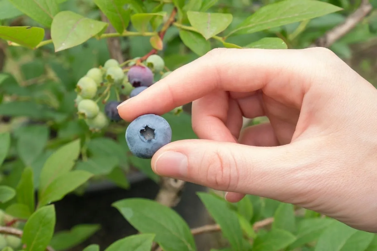Hand picking a ripe blueberry at Callaham Orchards