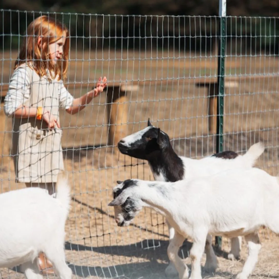 Child feeding a goat at Callaham Orchards