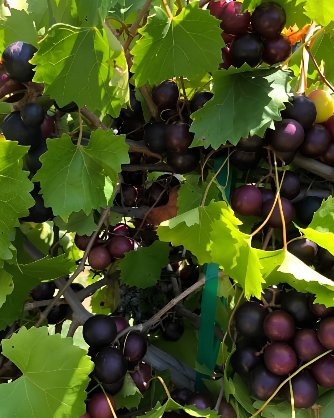 Muscadine vines at Callaham Orchards