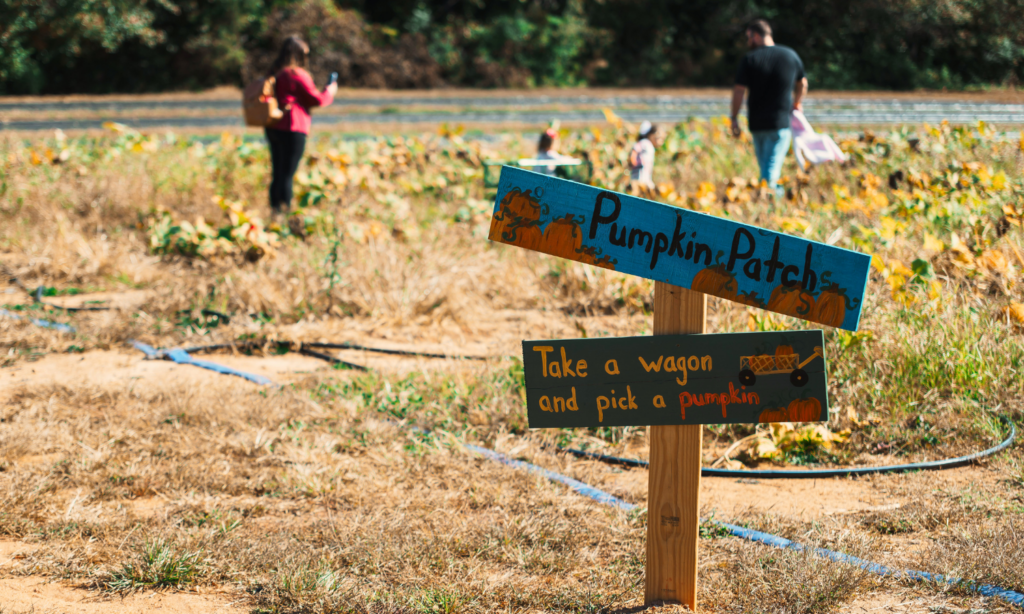 Family walking through the pumpkin patch at Callaham Orchards in Belton, SC, near a hand-painted pumpkin patch sign.