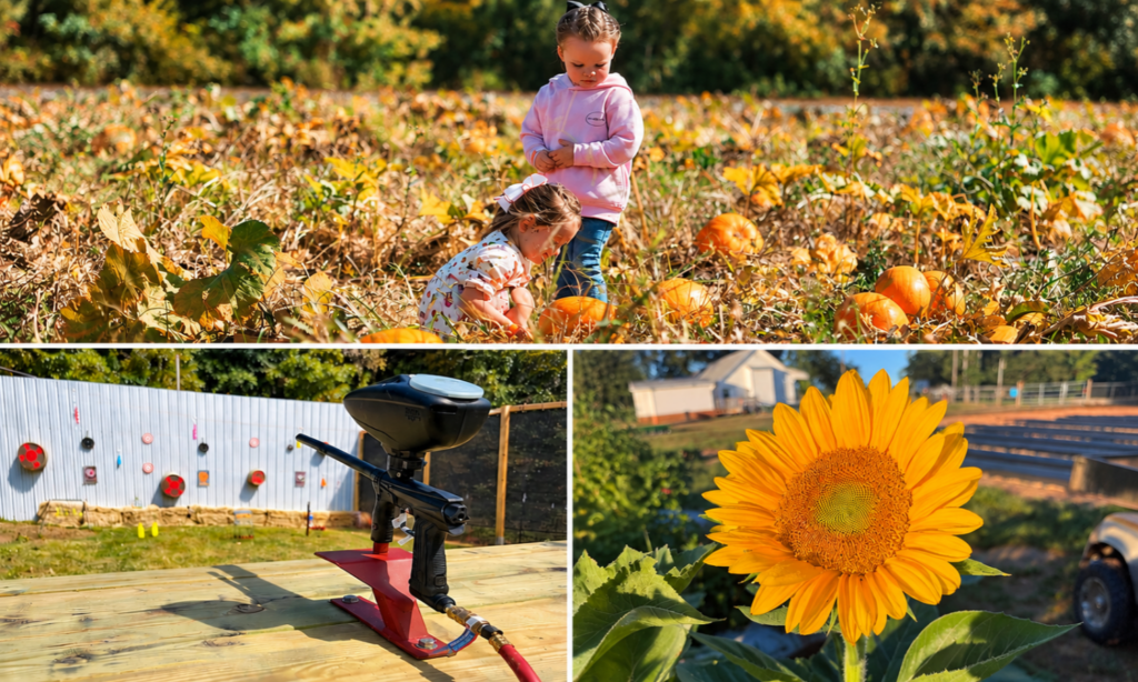 Collage featuring children exploring the pumpkin patch, the new paintball target attraction, and a blooming sunflower at Callaham Orchards in Belton, SC.